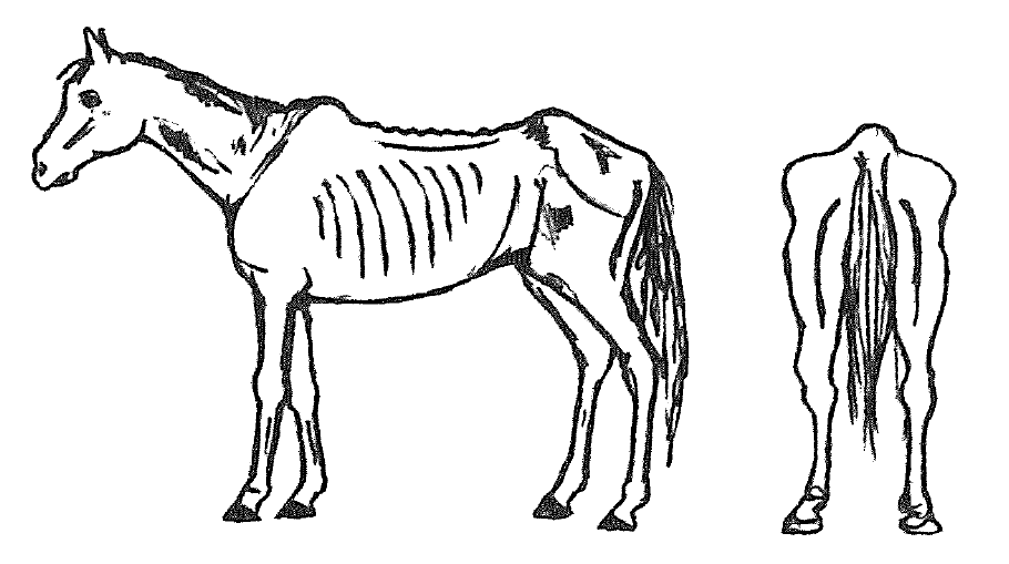 graphic of horse with body condition score of 1