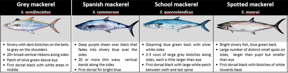 Mackerel varieties