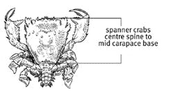 Line drawing of spanner crab