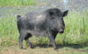 Picture of a muddy black feral pig with grass and water in the background.