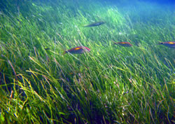 Photograph of fish swimming near seagrass