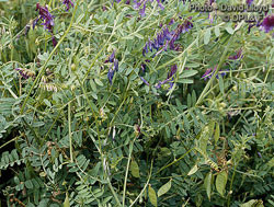 A pasture plant namely vetch