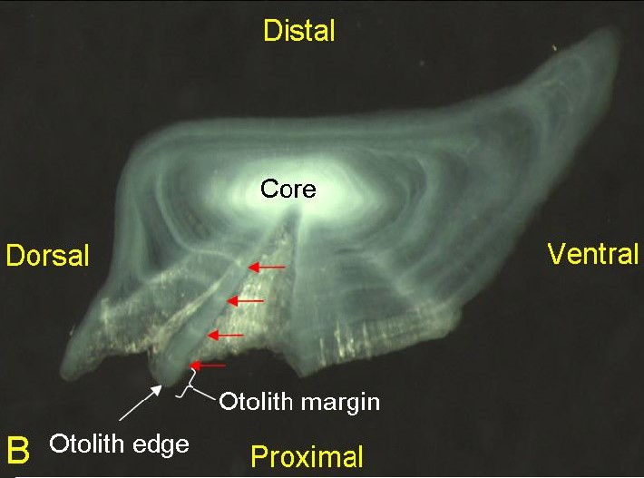 Sectioned and whole otoliths (ear bones) from a sea mullet showing orientation, increments and edge.