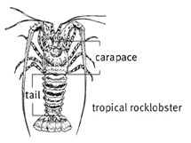 Line drawing of tropical rocklobster