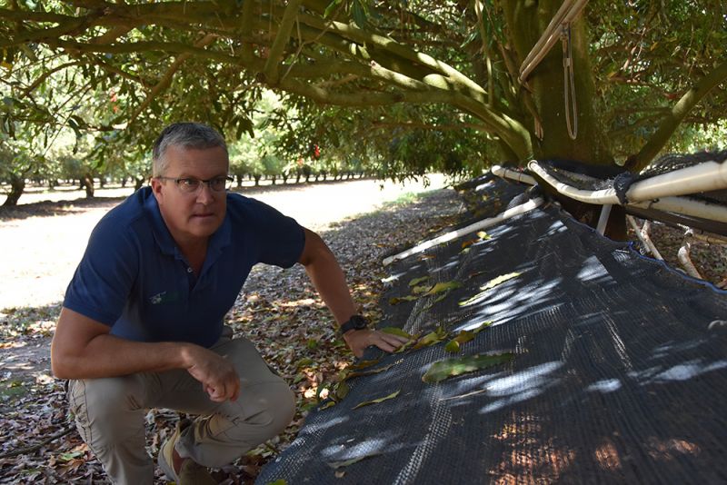 Man crouching under macadamia tree, next to netting stretched across frame made from PVC piping.