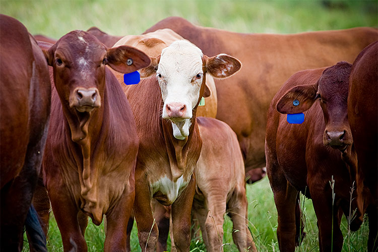 Cattle with blue ear tags, the cow in the middle has a white face. 