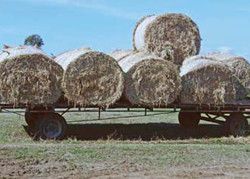 Photograph of hay bales used for dairy cow feed