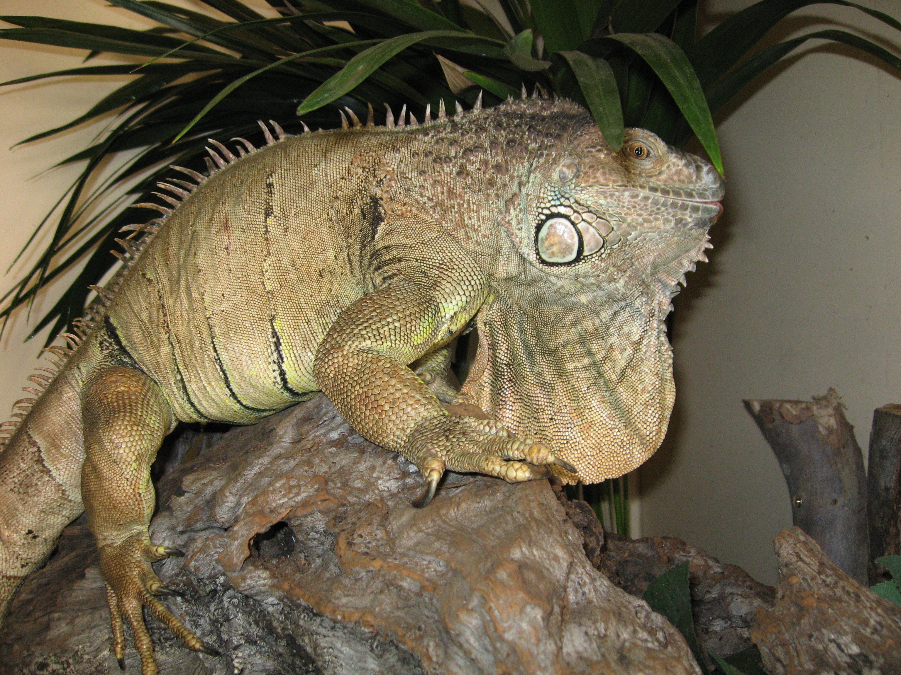 iguana zoo