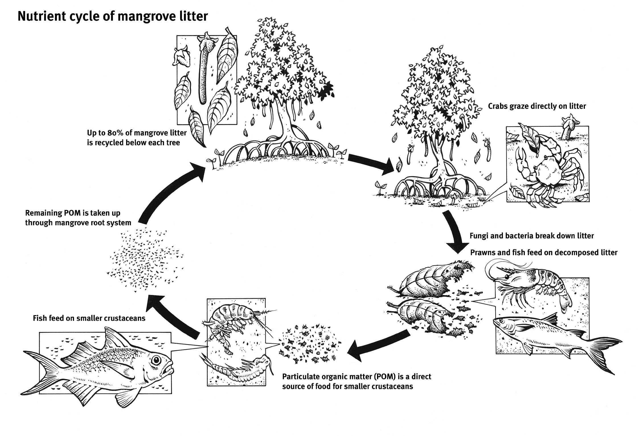 Marine plant material forms part of the nutrient cycle contributing to fisheries production