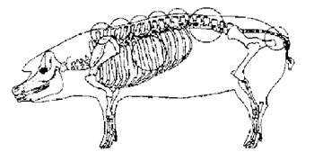 Image shows the various locations on the sow's body where condition is assessed.