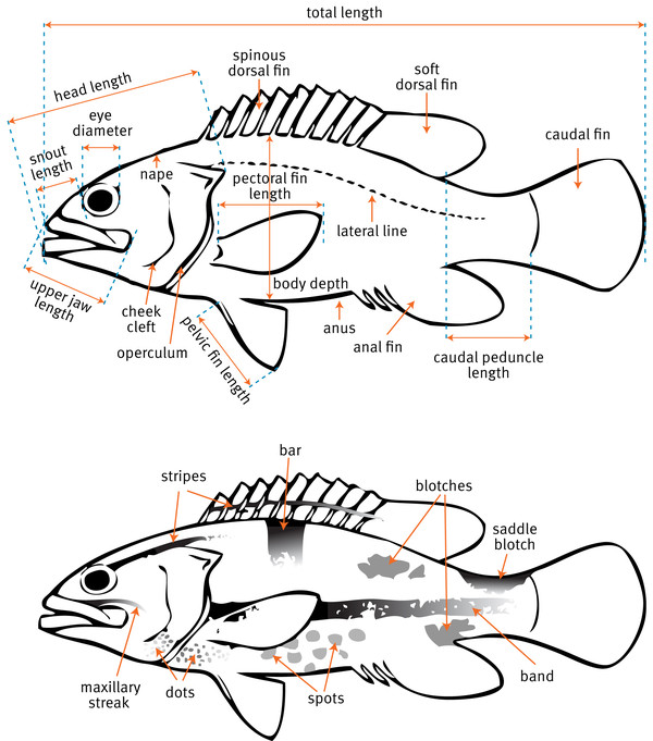 Queensland Fish Species Chart