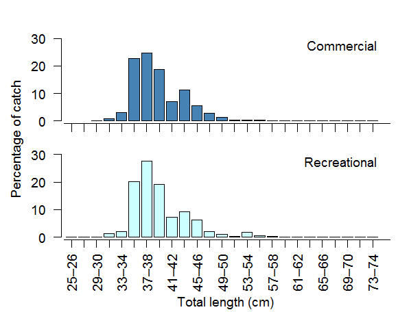 Length frequency of the 2013 commercial and recreational catch.