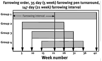 Graph showing 35-day (five weeks) farrowing pen turnaround with a 147-day interval