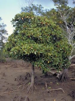 Photograph of an orange mangrove