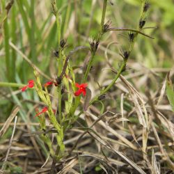 Red witchweed growing in the ground