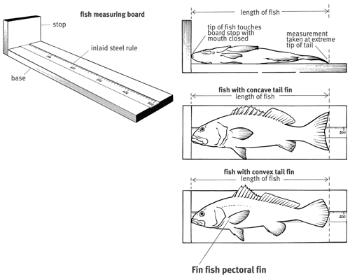 Line drawing of fish measuring board showing how to measure fish