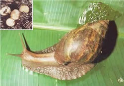 Photographs of a Giant African Snail on a banana leaf (main photo), and Giant African Snail eggs enlarged (insert image)