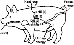Diagram showing how the pig's digestive system breaks down feed into energy.