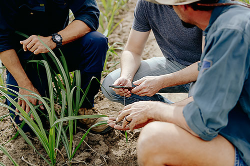 People using mobile phone in a field